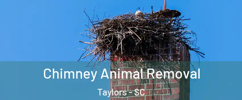 Chimney Animal Removal Taylors - SC