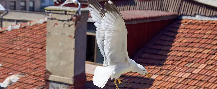 Residential Chimney Animal Removal Solution in Taylors, SC
