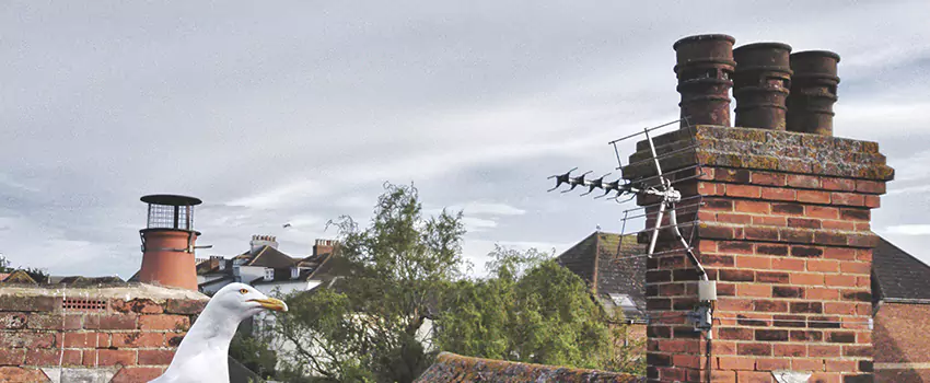 Chimney Cleaning And Restoration in Taylors, South Carolina